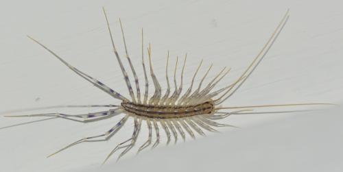 Réf. 280 810 : Scutigera coleoptrata